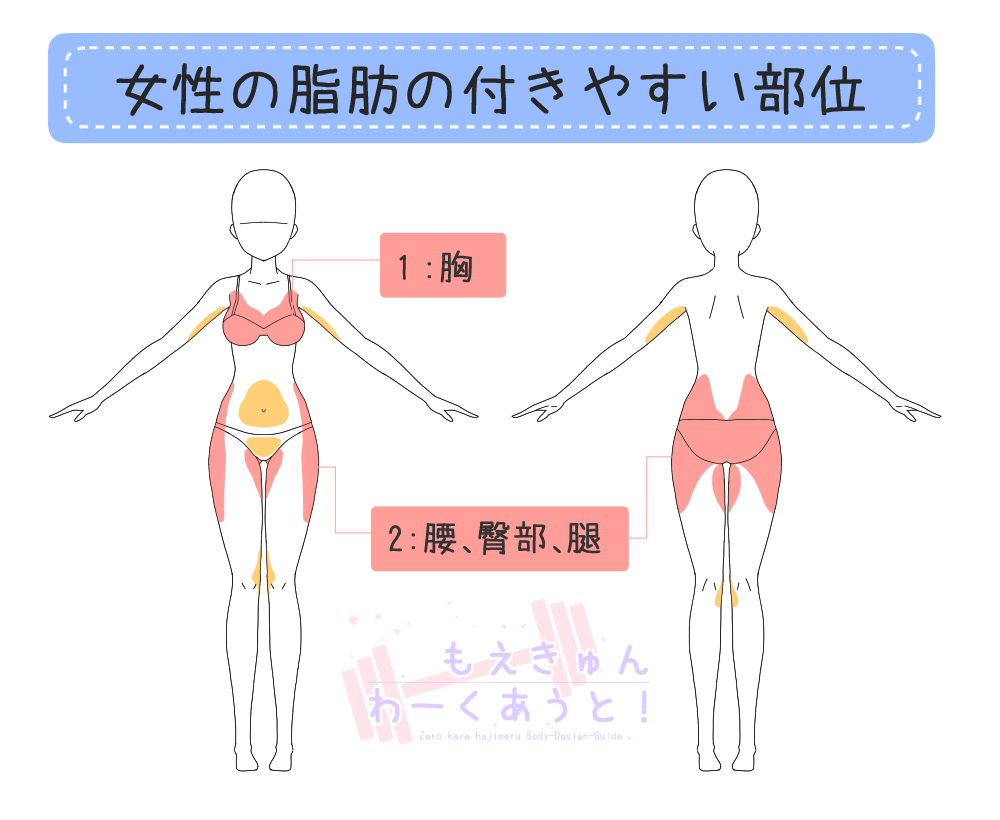 女装パーソナルトレーナーが教える 男性と女性の脂肪の付き方の違い ゼロから始める筋トレガイド もえきゅんわーくあうと