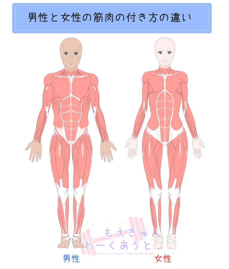 女装パーソナルトレーナーが教える 男性と女性の筋肉の付き方の違い ゼロから始める筋トレガイド もえきゅんわーくあうと