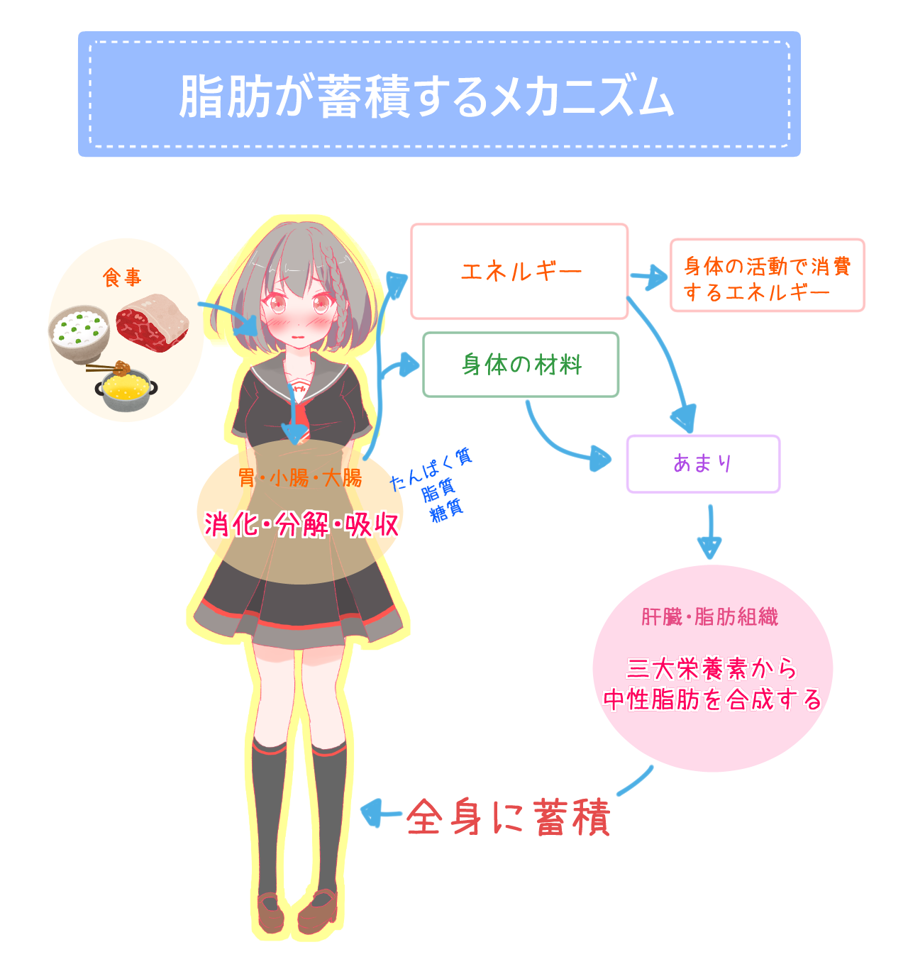 【なぜ太るのか】脂肪がつくメカニズム ゼロから始める筋トレガイド もえきゅんわーくあうと! 【なぜ太るのか】脂肪がつくメカニズム ゼロから始める筋トレガイド もえきゅんわーくあうと!